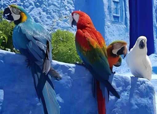 La saisie de perroquets à Chefchaouen a été menée conformément à la loi