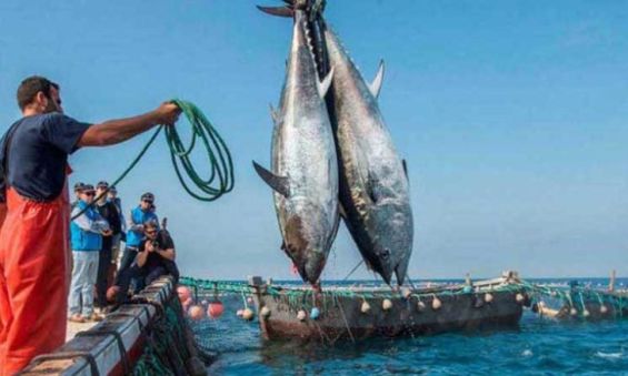 Halieutis 2025 : Tenue de la Commission mixte maroco-mauritanienne dans le domaine de la pêche maritime et de l’aquaculture