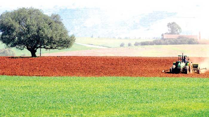 A El Jadida, les généreuses précipitations redonnent espoir aux agriculteurs