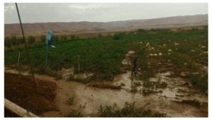 Pluies et grêle à Foussana : importants dégâts agricoles