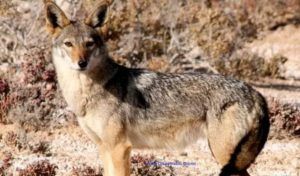 Le loup doré africain : chasse ou protection en Tunisie ?