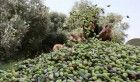 Kairouan : les cultivateurs suspendent la récolte d’olives en protestation contre la baisse des prix de l’huile d’olive !