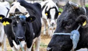 Nabeul-Dermatose nodulaire : Près de 36 mille têtes bovines vaccinées