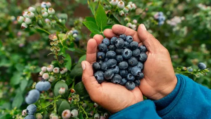 تناول حفنة منه يومياً.. إليك فوائد مذهلة للتوت الأزرق