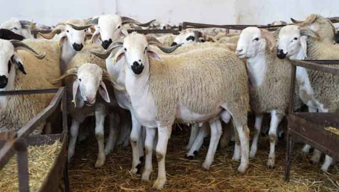 Aïd Al Adha célébré au Maroc le lundi 17 juin