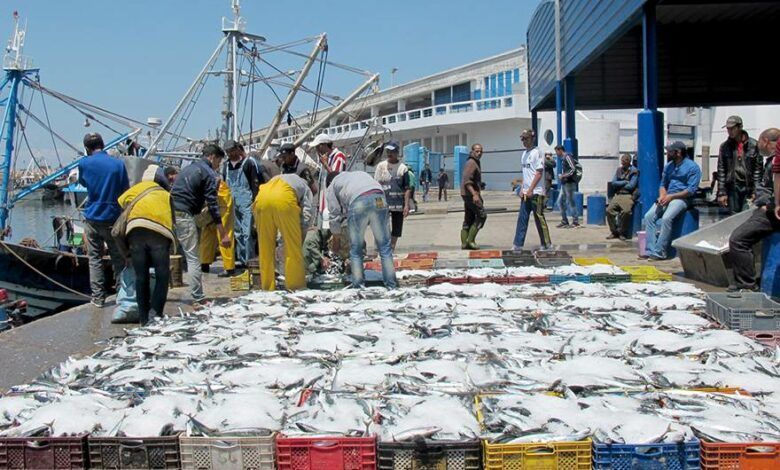 Port de Larache: Hausse de 10% des débarquements de pêche à fin septembre