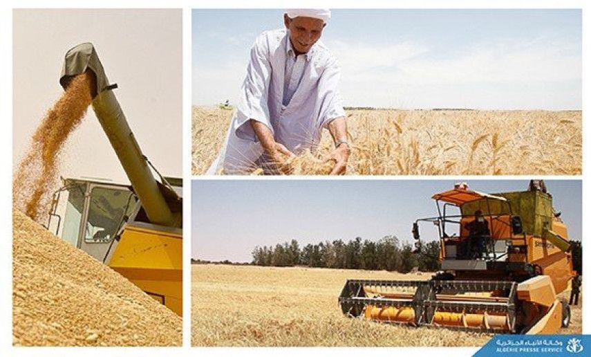 President Tebboune orders implementing strategy for self-sufficiency in corn, barley and durum wheat