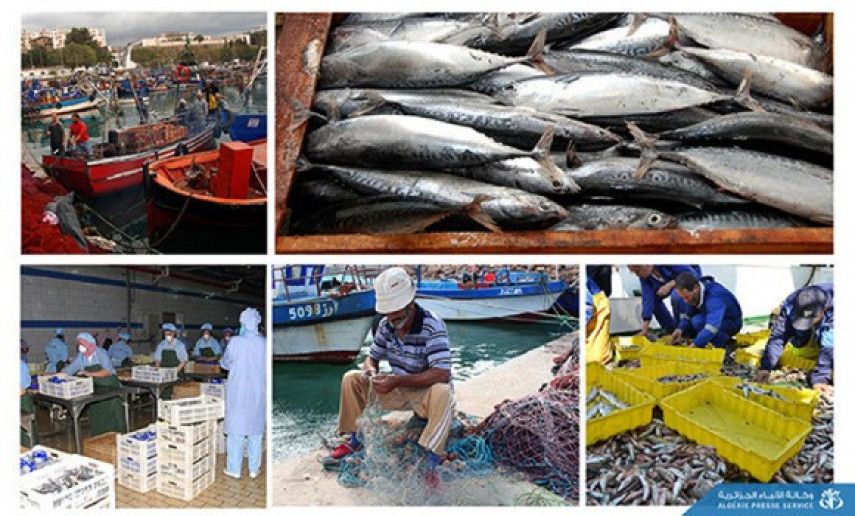 Ain Temouchent: €1.7 million of fishery product exports in 2023