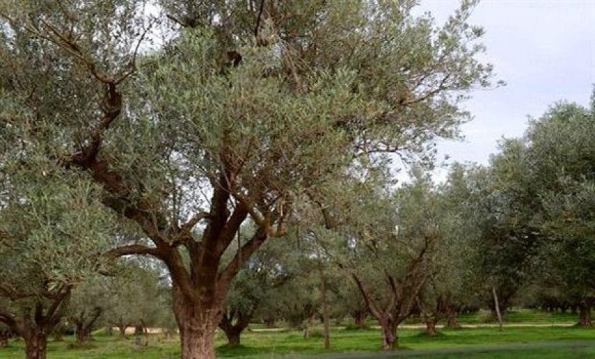 Program to plant 1,000,000 olive trees to be concluded by late 2024