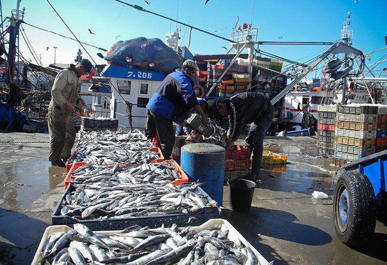 peche, port, port de casablanca, poisson,