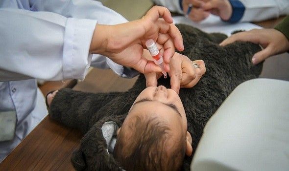 الأمم المتحدة تضيف مغذيات دقيقة إلى لقاحات شلل الأطفال في غزة