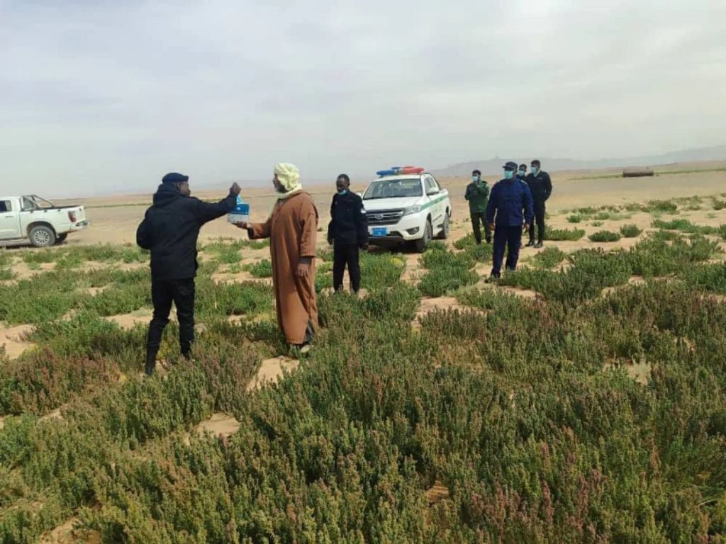 أسراب الجراد الصحراوي تهدد الأمن الغذائي في جنوب ليبيا