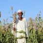 A farmer from Gonofa village, White Nile State, stands in his sorghum field, anticipating a successful harvest FAO photo