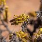 Desert locusts mate on a bush in northeastern Kenya. FAO photo