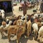 Livestock merchants unload their animals as they wait for buyers, a day ahead of the Muslim holiday of Eid al-Adha, at a market in Khartoum on July 19, 2021 AFP photo