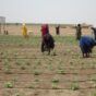 Seasonal agricultural workers in Al Jazirah