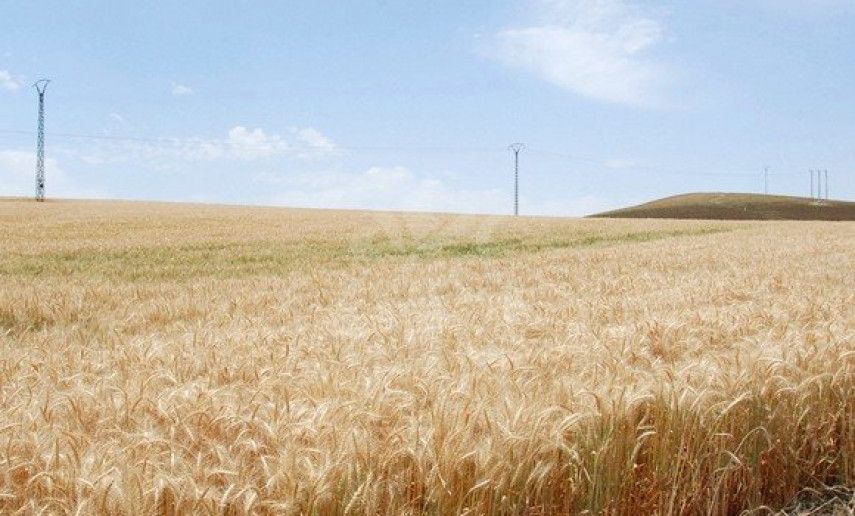 Blé dur: 1,6 million d'hectares à cultiver pour atteindre l'autosuffisance