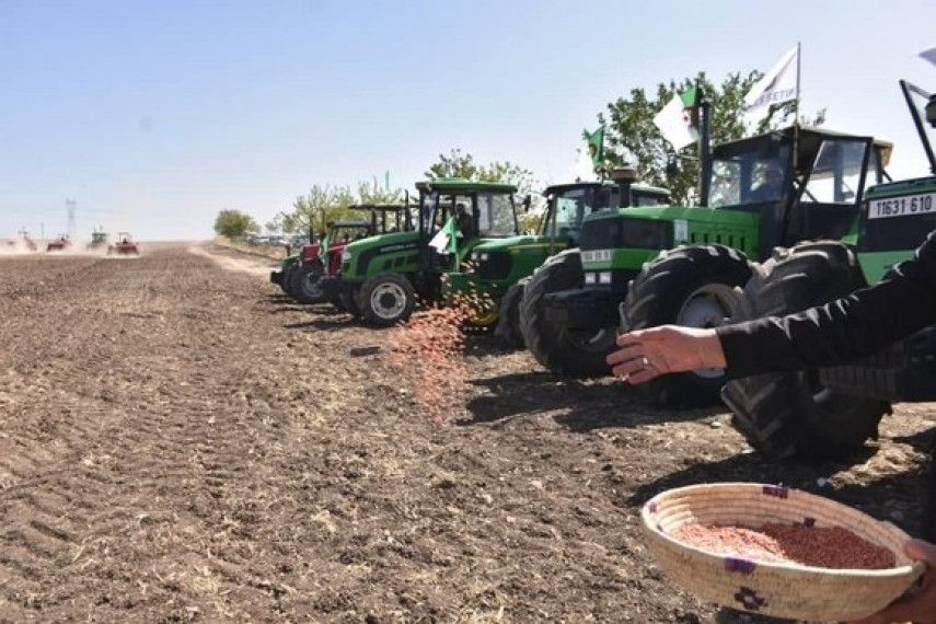 Saison agricole 2024-2025: plus de 3 millions hectares dédiés aux céréales