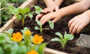 Lancement de la campagne de plantation de 10 000 arbres dans les établissements pour l’enfance