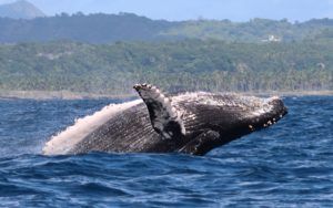 Chili : un homme avalé par une baleine à bosse en direct (vidéo) !