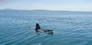 Tunisie : un requin blanc de 5 mètres aperçu près de Gammarth en train de dévorer un dauphin (VIDÉO)