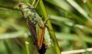 Les invasions de criquets pèlerins : une menace constante pour l’agriculture