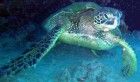 Gabès : 14 tortues marines trouvées mortes en une seule journée !