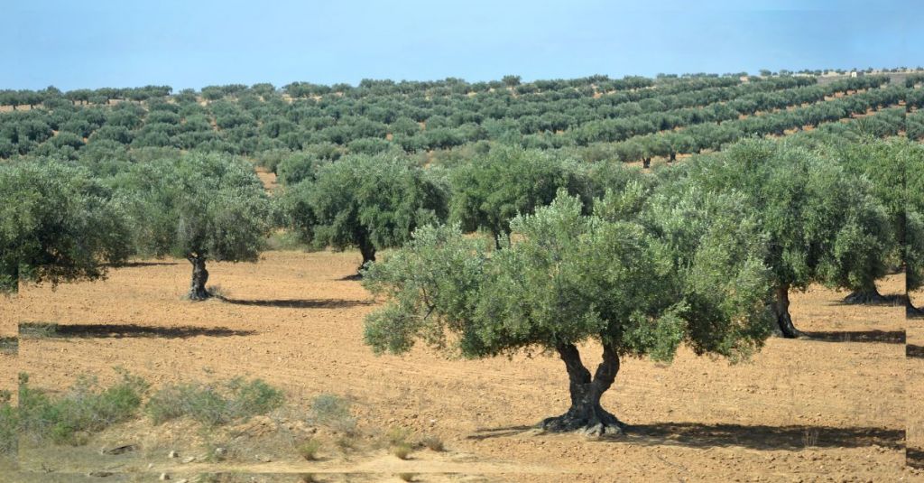 Leith Ben Becher : 300 mille tonnes d'huile d'olive prévues pour 2024/2025