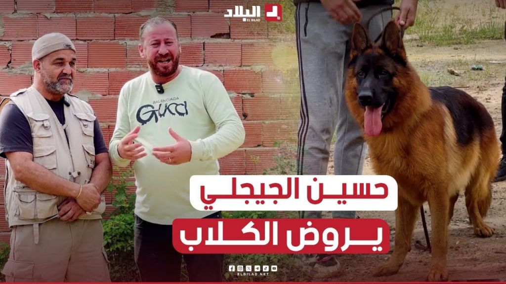 شاهد في هذا الفيديو حسيـــن الجيجلي يروض الكلاب و يتعرف على طرق مختلفة تستخدم في تريبها.. شاهد