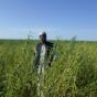 A farmer from Gederaf state stands in his sesame field