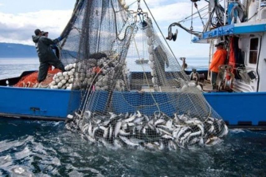 Pas moins de 93% des pêcheurs affiliés à la sécurité sociale