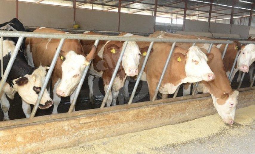 CNMA: Des rencontres de sensibilisation contre la dermatose nodulaire contagieuse bovine