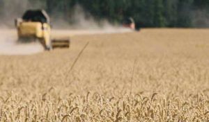 Marché mondial des céréales : vers une stabilité des prix en 2025